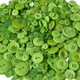 Lime Green Buttons in Mixed Sizes - 100g Bag